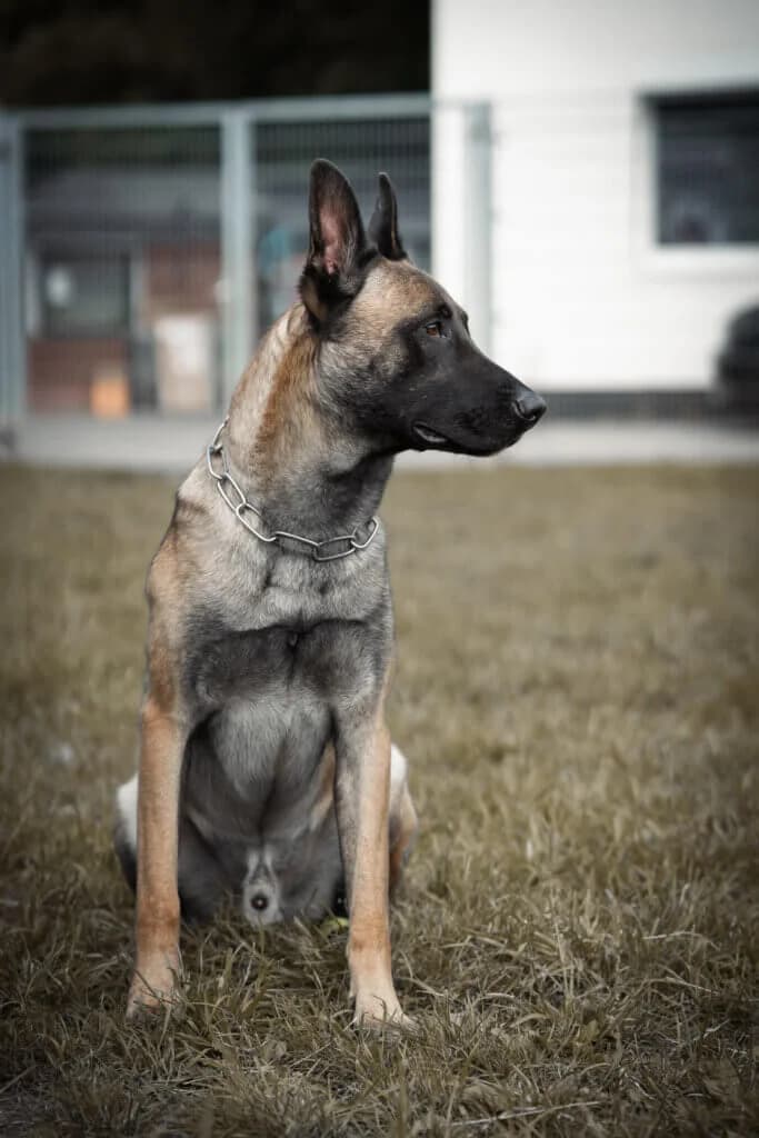 Tyrion – Malinois sucht erfahrenes Zuhause photo 2