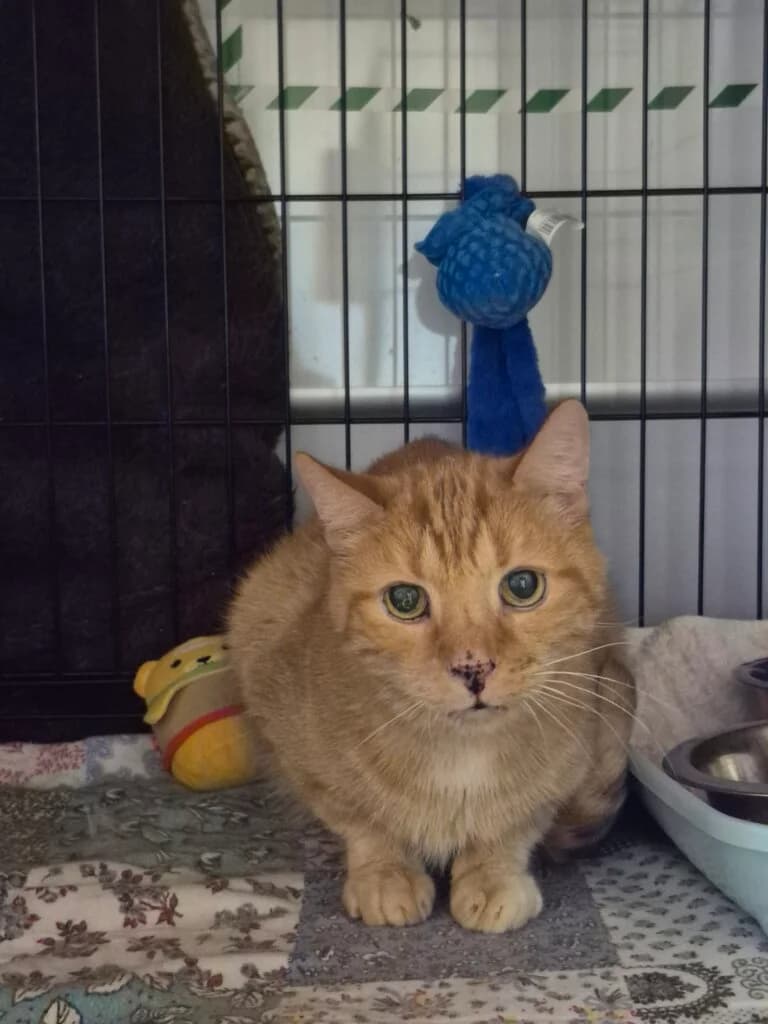 🐾 Kater Bolle – ein Charakterkater sucht ein ruhiges Zuhause mit Freigang 🐾, orange tabby male mixed breed for adoption at Tierheim Düsseldorf, Düsseldorf