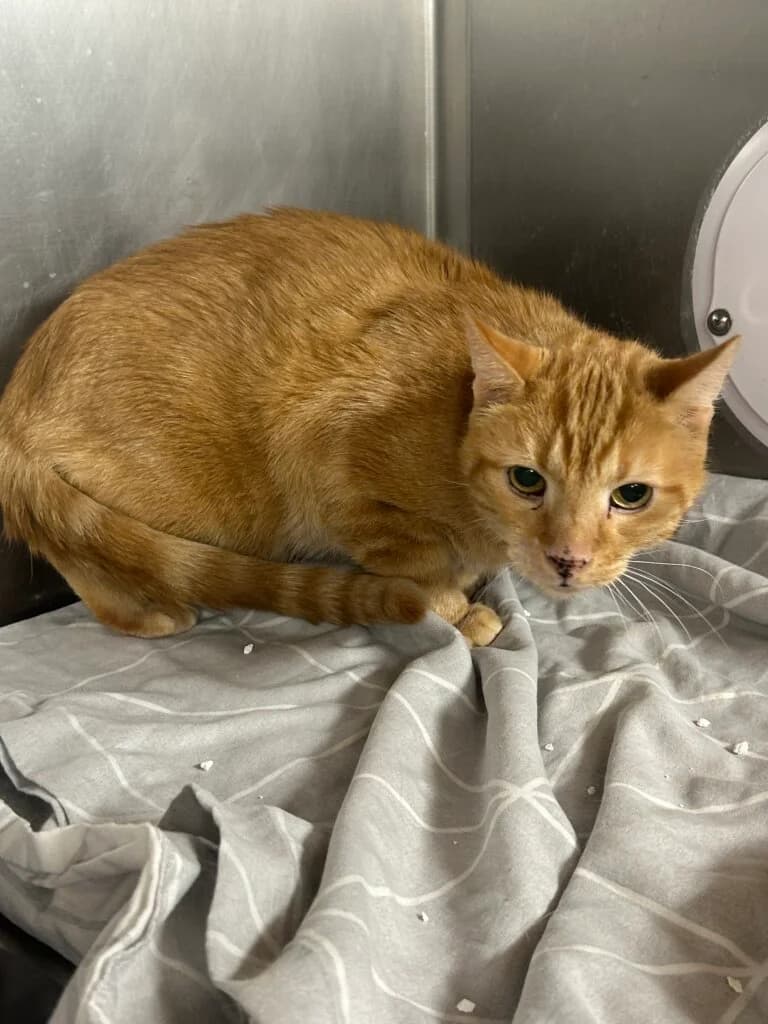 🐾 Kater Bolle – ein Charakterkater sucht ein ruhiges Zuhause mit Freigang 🐾 photo 2