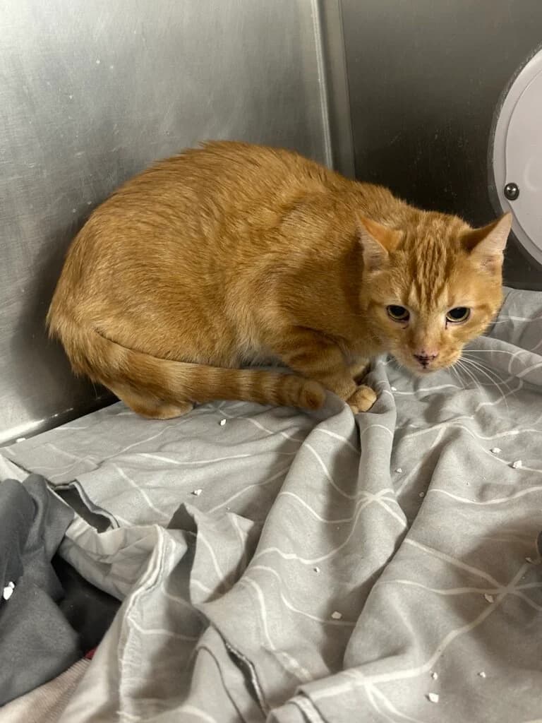 🐾 Kater Bolle – ein Charakterkater sucht ein ruhiges Zuhause mit Freigang 🐾 photo 3