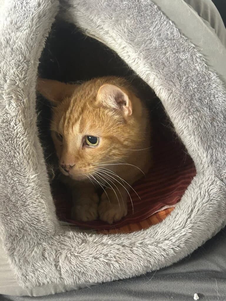 🐾 Kater Bolle – ein Charakterkater sucht ein ruhiges Zuhause mit Freigang 🐾 photo 4