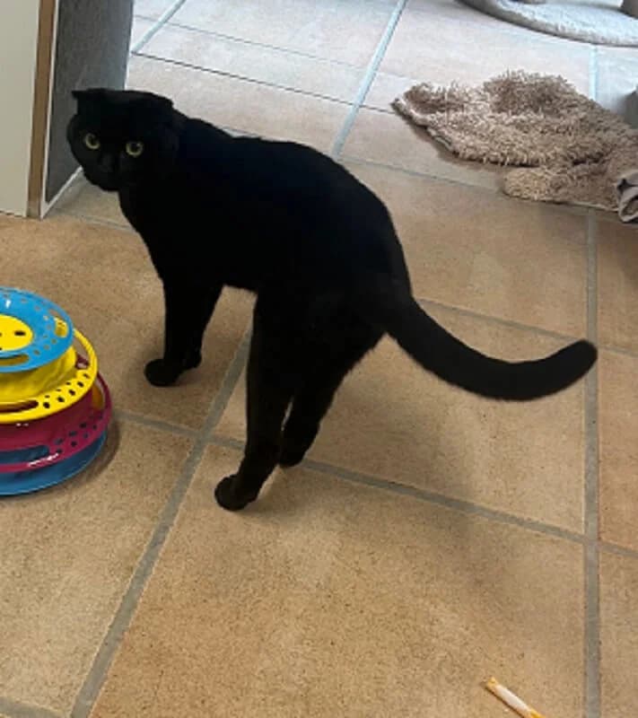 🐾 Zuhause gesucht für Kater Pamuk 🐾, male 3yo Scottish Fold for adoption at Tierheim Düsseldorf, Düsseldorf