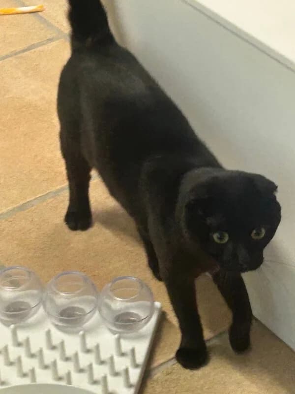 🐾 Zuhause gesucht für Kater Pamuk 🐾 photo 2