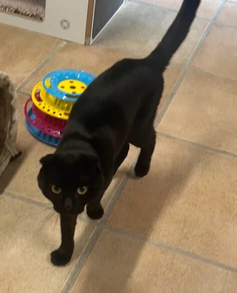 🐾 Zuhause gesucht für Kater Pamuk 🐾 photo 3