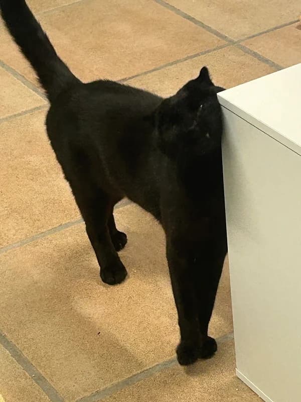 🐾 Zuhause gesucht für Kater Pamuk 🐾 photo 4