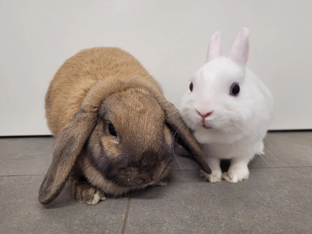 Elodie & Floria, female 3yo mixed breed for adoption at Tierheim Düsseldorf, Düsseldorf
