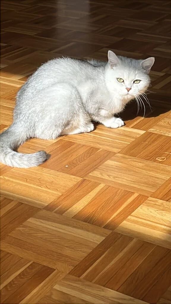 Elsa sucht ihr Für-immer-Zuhause 🐾 - bereits vorgemerkt