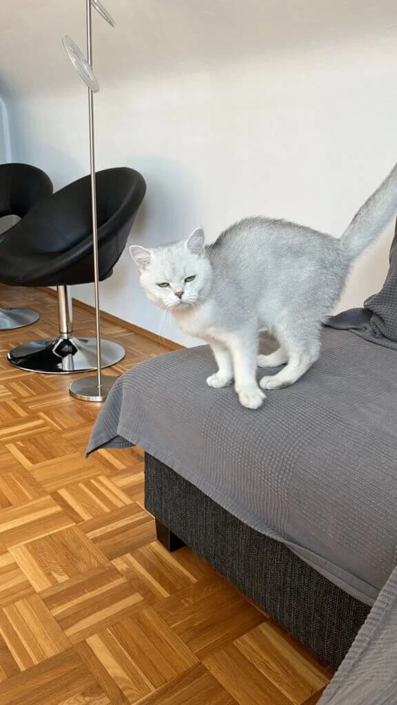 Elsa sucht ihr Für-immer-Zuhause 🐾 - bereits vorgemerkt photo 2