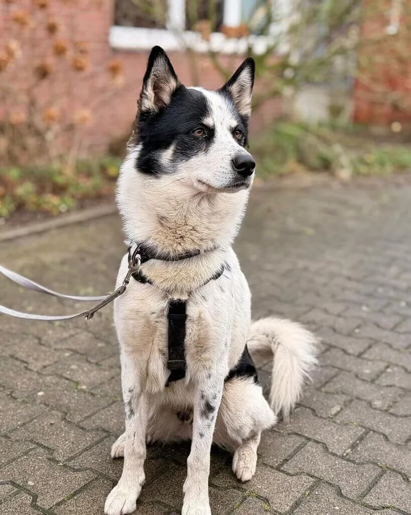 Maylo *Reserviert* photo 2