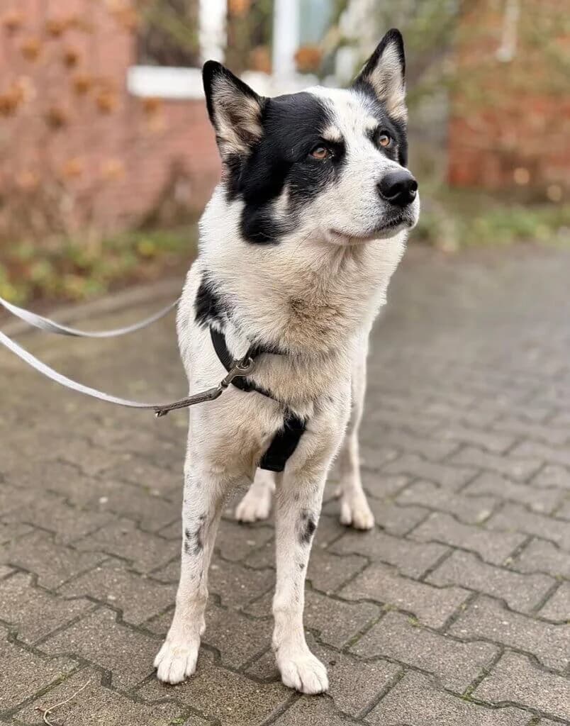 Maylo *Reserviert* photo 3