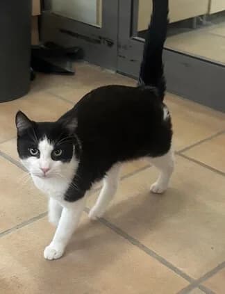 🐾 Kater Burschi sucht sein Für-immer-Zuhause 🐾