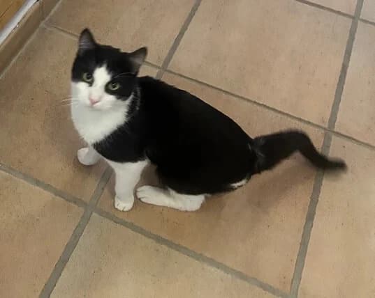 🐾 Kater Burschi sucht sein Für-immer-Zuhause 🐾 photo 3