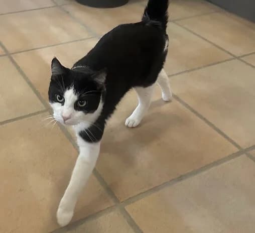 🐾 Kater Burschi sucht sein Für-immer-Zuhause 🐾 photo 4