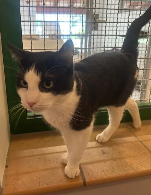 🐾 Kater Burschi sucht sein Für-immer-Zuhause 🐾 photo 5