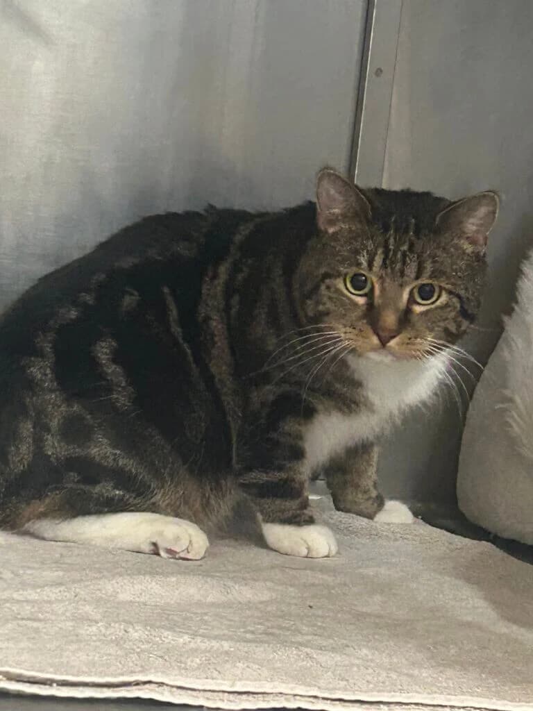 Kater Wasja sucht geduldiges Zuhause mit Freigang, male 3yo mixed breed for adoption at Tierheim Düsseldorf, Düsseldorf