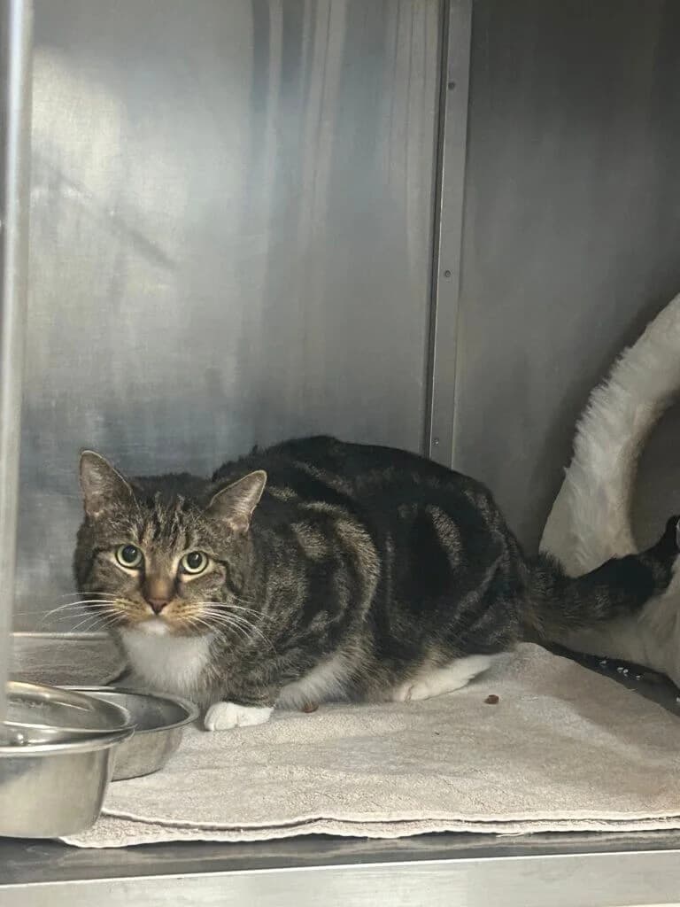 Kater Wasja sucht geduldiges Zuhause mit Freigang photo 2