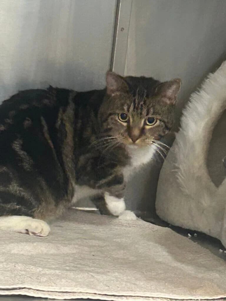 Kater Wasja sucht geduldiges Zuhause mit Freigang photo 3