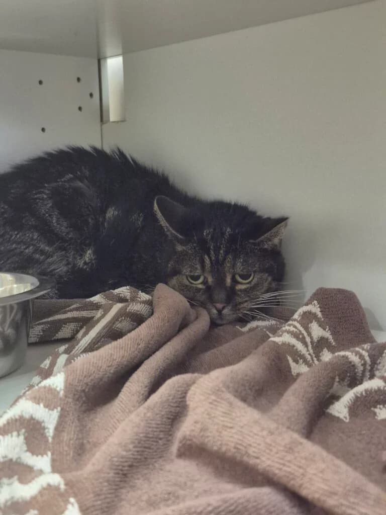 Cleo - sucht erfahrene Katzenprofis 💓🍀