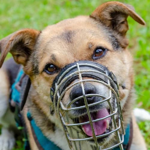 Lara Endpflegestelle, German Shepherd (Bremer Tierschutzverein e.V.)