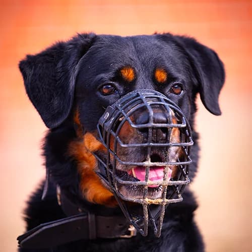 Charles Endpflegestelle, Rottweiler (Bremer Tierschutzverein e.V.)