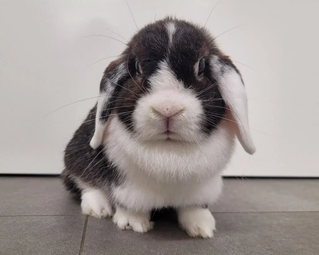 Anouk,  (Tierheim Düsseldorf)