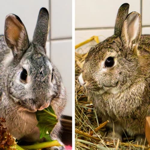 Colin und Constantin, male mixed breed for adoption at Tierheim Bremen, Bremen