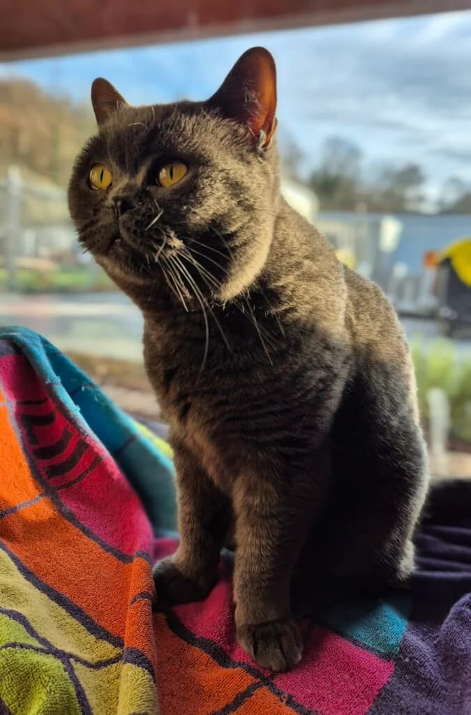 Choupette sucht verantwortungsvolles Zuhause mit Freigang 🐾, female 3yo British Shorthair for adoption at Tierheim Düsseldorf, Düsseldorf