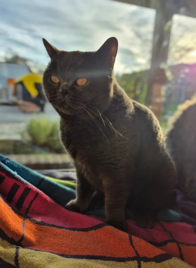 Choupette sucht verantwortungsvolles Zuhause mit Freigang 🐾 photo 2