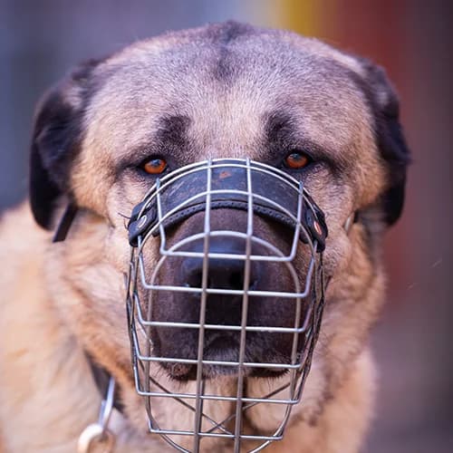 Garib, Kangal (Bremer Tierschutzverein e.V.)