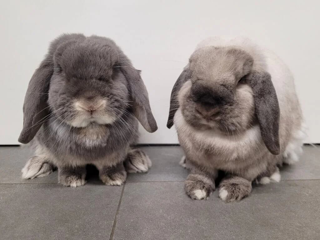 Baksi & Enissa, 3yo mixed breed for adoption at Tierheim Düsseldorf, Düsseldorf