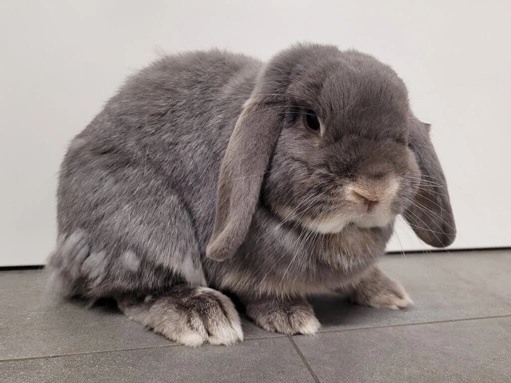 Baksi & Enissa photo 2