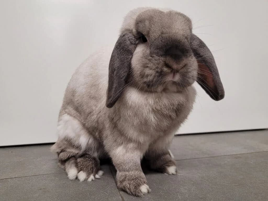 Baksi & Enissa photo 3