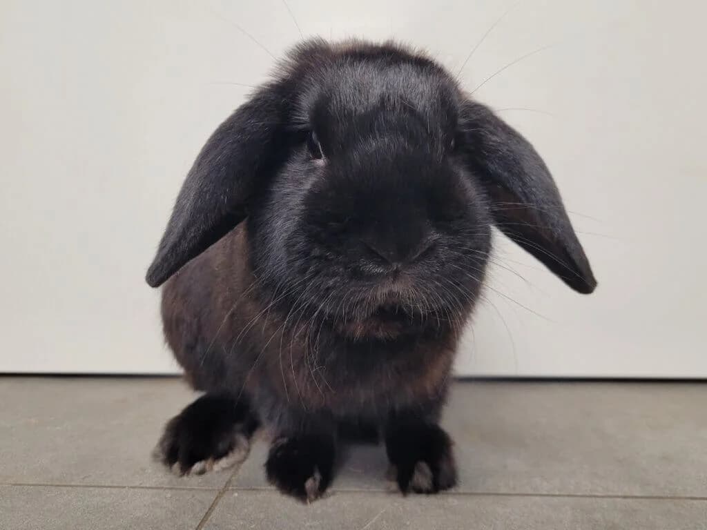 Cody (E.c. positiv),  (Tierheim Düsseldorf)