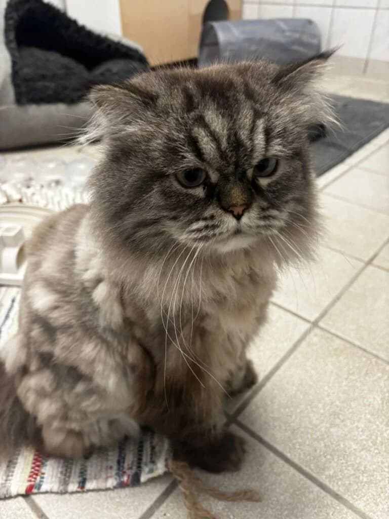 Wallet und Herkules suchen gemeinsam 🐾