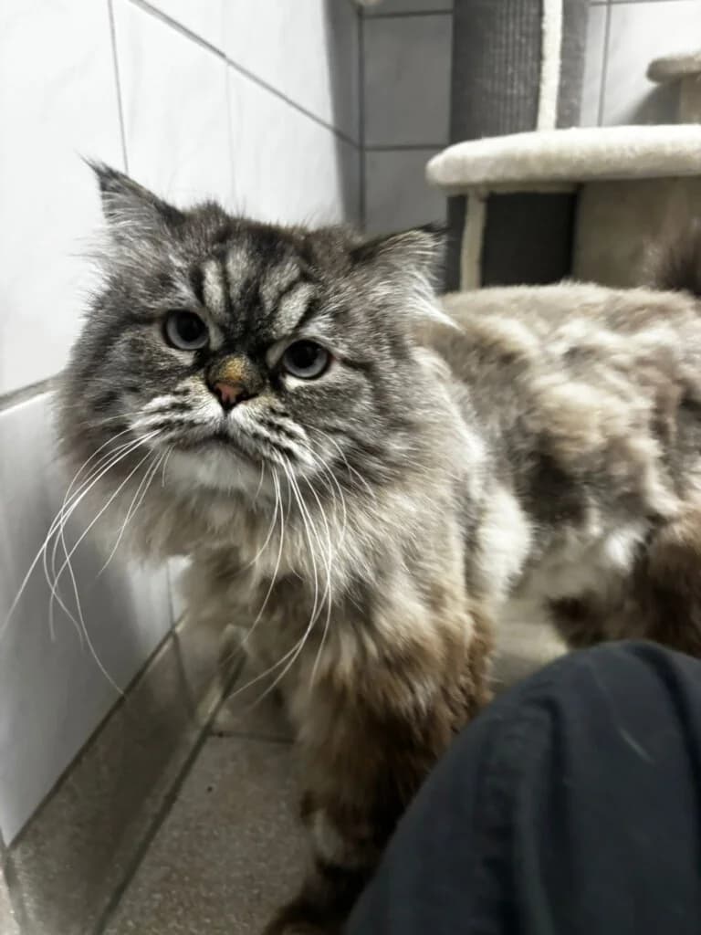 Wallet und Herkules suchen gemeinsam 🐾 photo 2