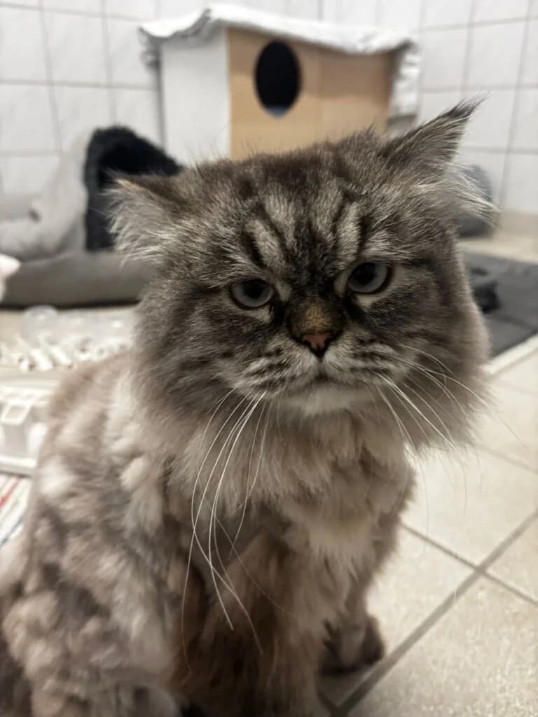 Wallet und Herkules suchen gemeinsam 🐾 photo 3