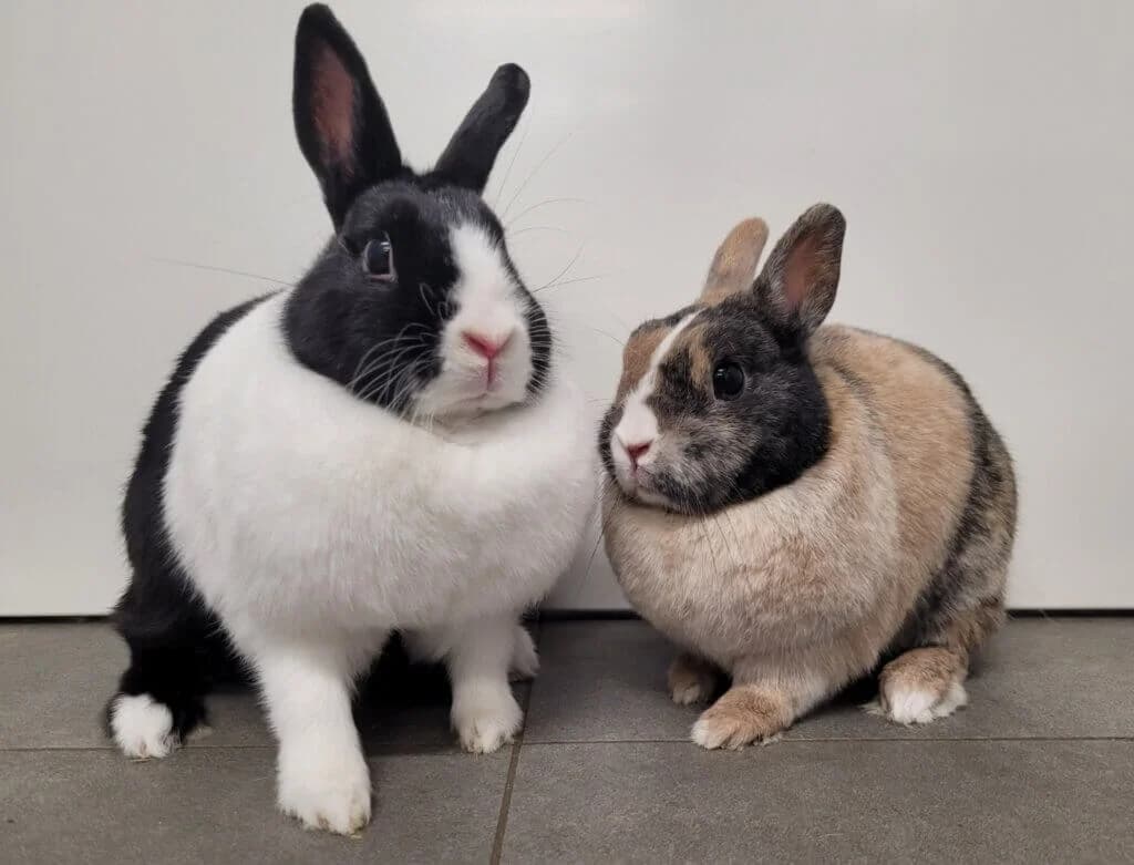 Ronja & Charlie (leichte Schnupfer, Charlie Zahnpatient), 3yo mixed breed for adoption at Tierheim Düsseldorf, Düsseldorf