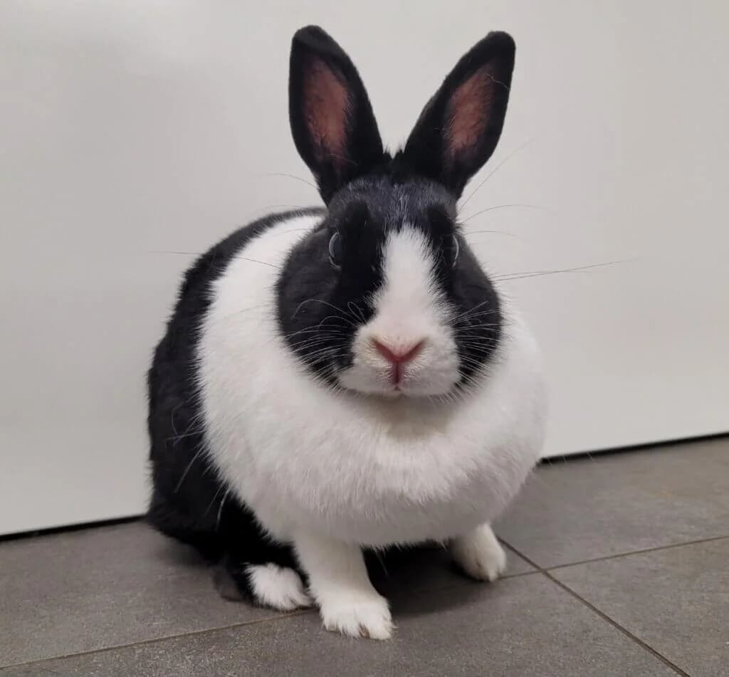 Ronja & Charlie photo 2