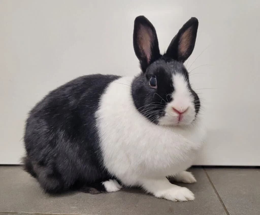 Ronja & Charlie photo 3