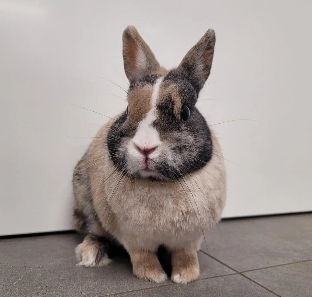 Ronja & Charlie photo 4