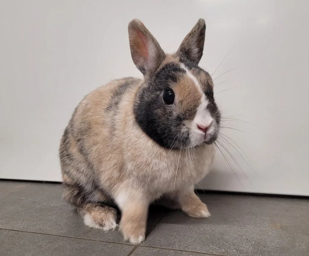 Ronja & Charlie photo 5