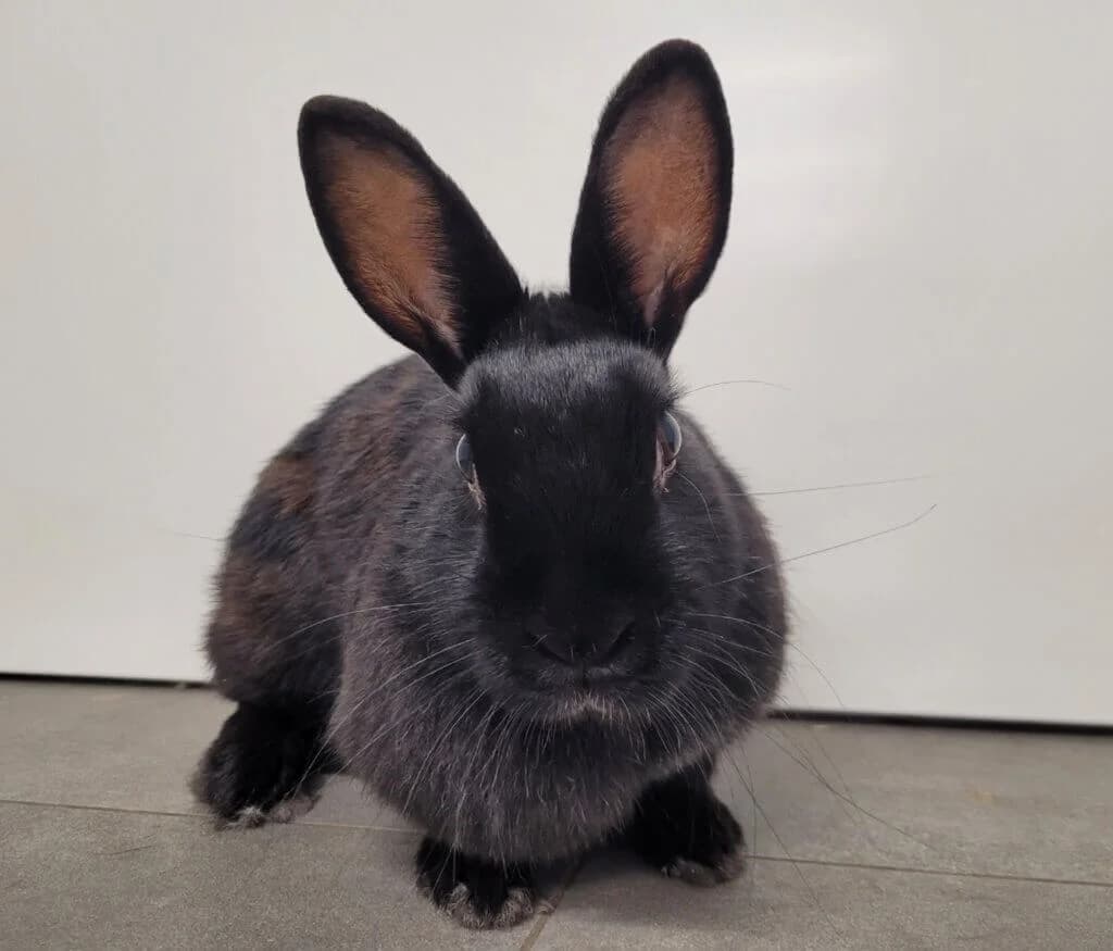 Rike (E.c. positiv, dauerhafte Nierentherapie),  (Tierheim Düsseldorf)