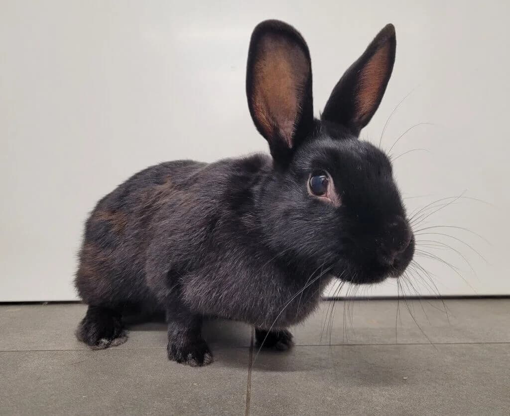 Rike (E.c. positiv) photo 2