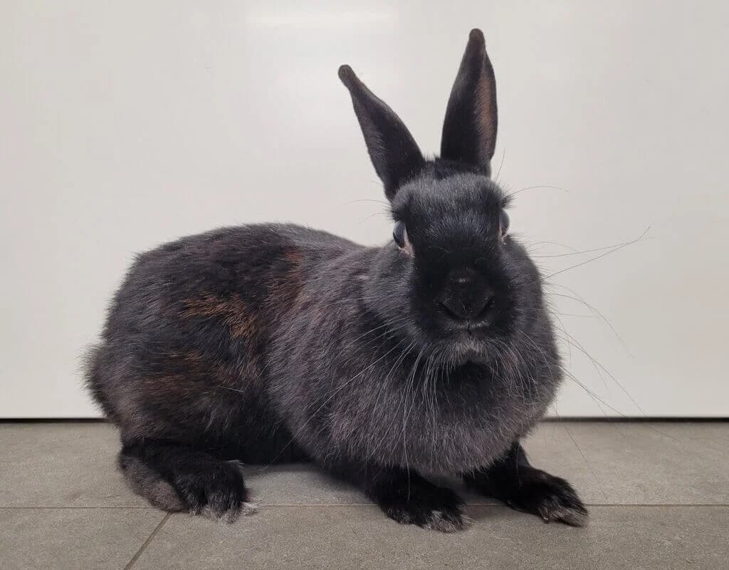 Rike (E.c. positiv) photo 3