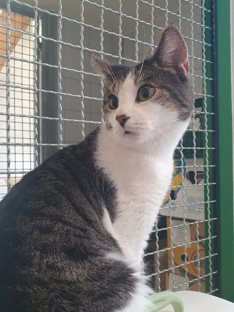 🐾 Kater Hansel – ein liebenswerter Eigenbrötler sucht sein besonderes Zuhause 🐾