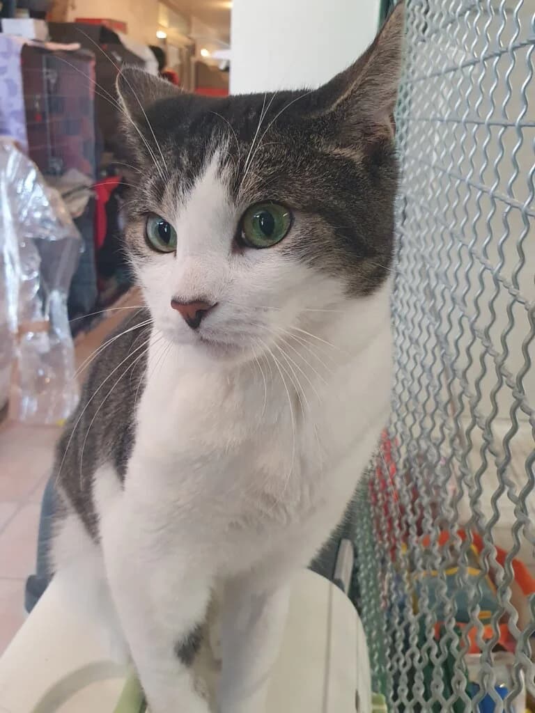 🐾 Kater Hansel – ein liebenswerter Eigenbrötler sucht sein besonderes Zuhause 🐾 photo 2