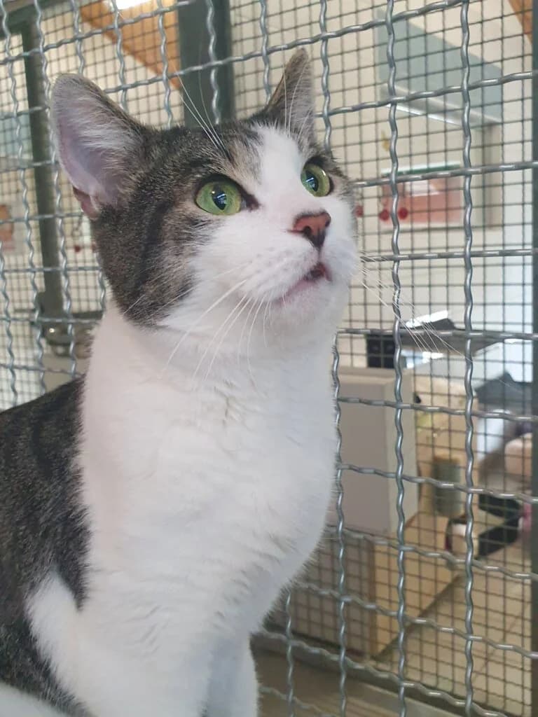 🐾 Kater Hansel – ein liebenswerter Eigenbrötler sucht sein besonderes Zuhause 🐾 photo 3