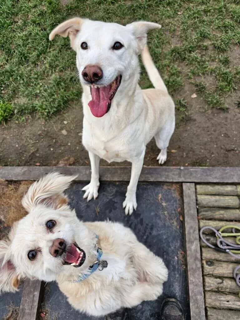 Bella, Labrador Retriever (Tierheim Düsseldorf)