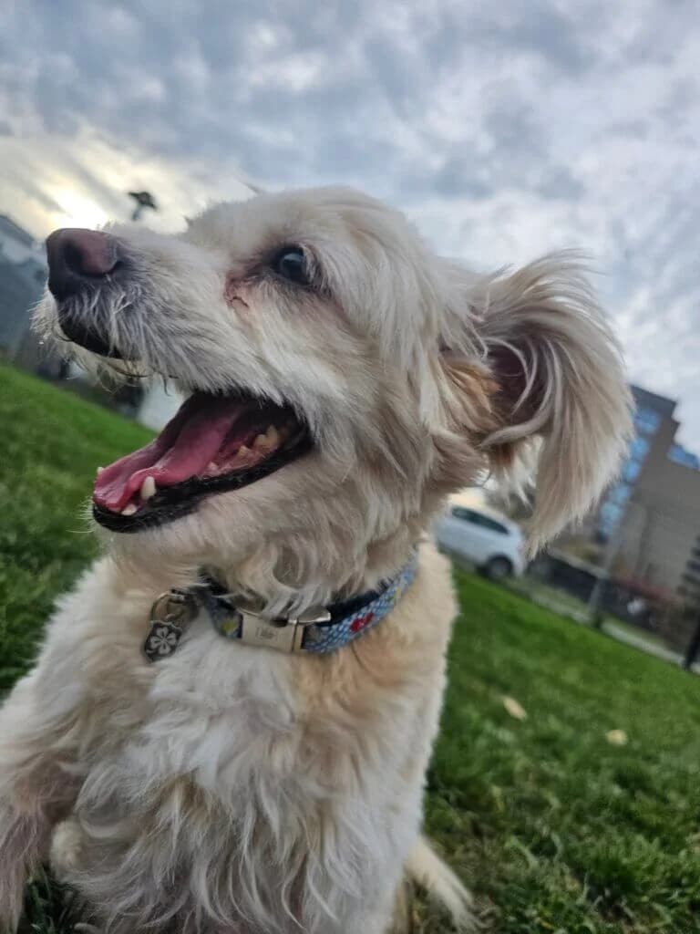 Luna und Bella photo 5