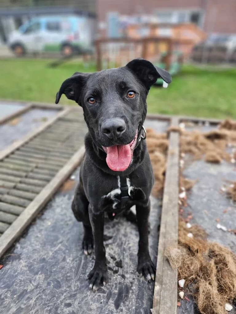 Loki,  (Tierheim Düsseldorf)